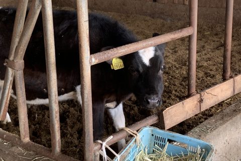 西予市野村町　ログハウス新築工事